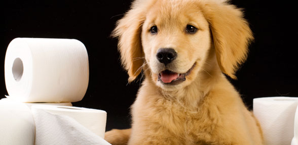 puppy with toilet paper