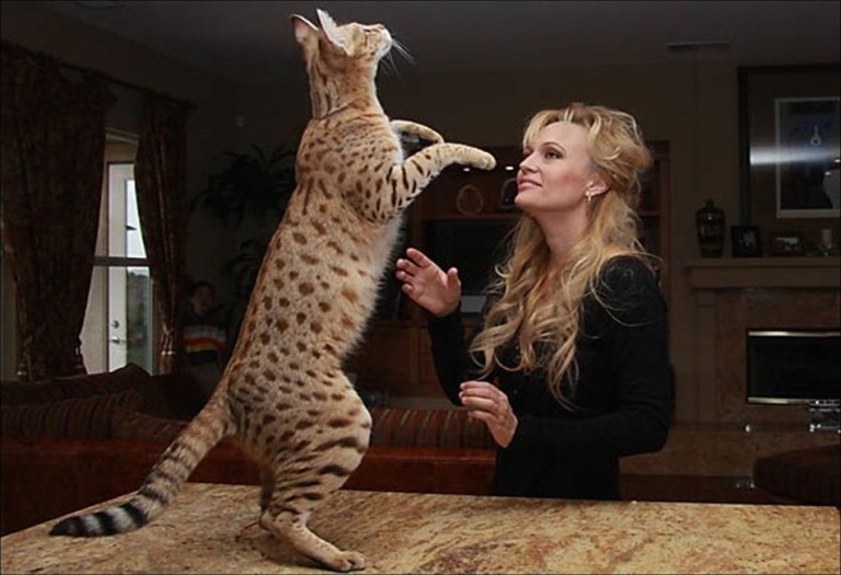 stuffed savannah cat